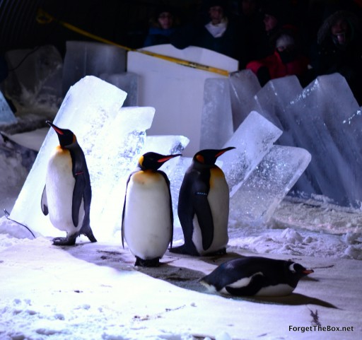 Penguins Penguins