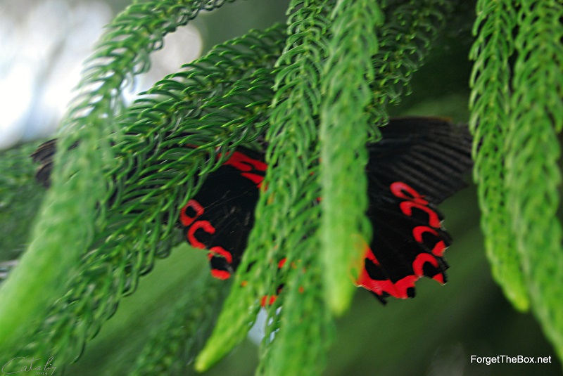 Butterflies