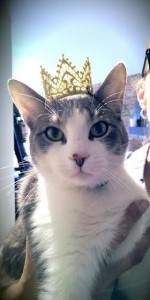 cafe-des-chats-1