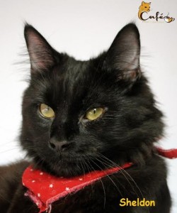 Sheldon of Café Chat l'Heureux