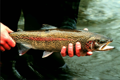 GMO salmon