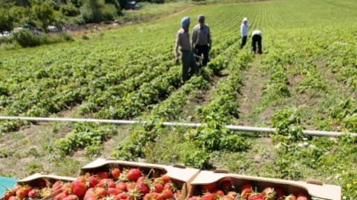 temporary-foreign-workers