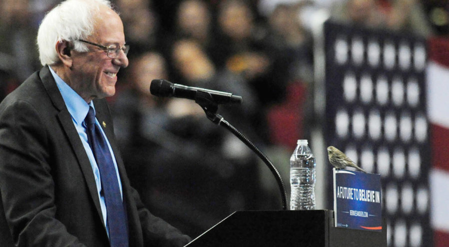 bernie-birdie