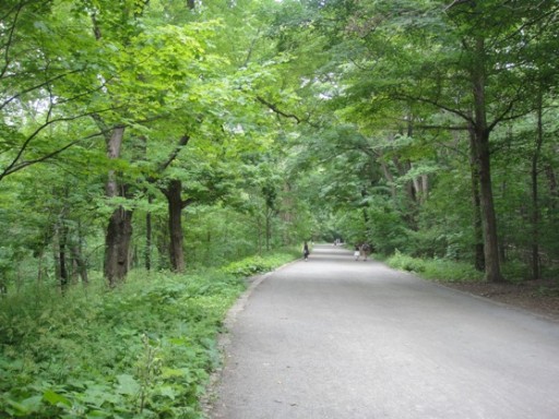 mont_royal_park