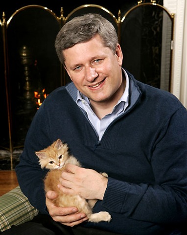 Harper Kitten