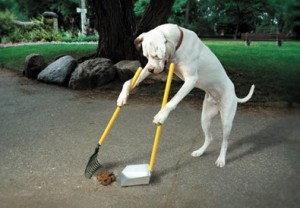 dog-poop