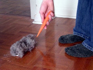 dustbunnies