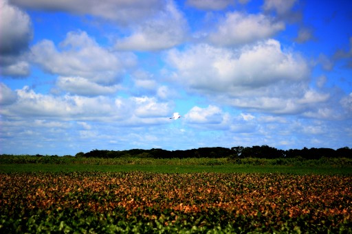 Bird Pampas