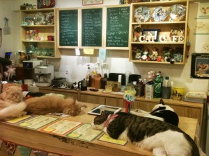 Cuddles and catpuccinos: How Montréal is setting the ...