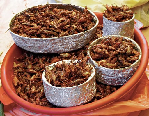 2-eatring-insect